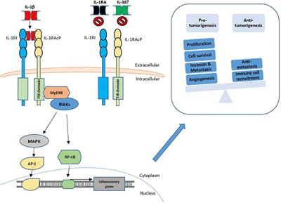 IL-1 Family Members in Cancer; Two Sides to Every Story